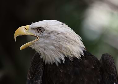The American Bald Eagle
