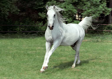 Horse 1