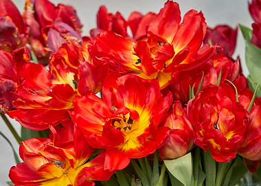 tulip flower in spring in