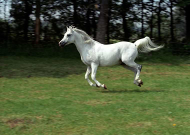 Horse 3