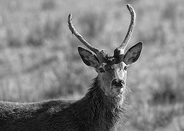 Watching Me Watching You