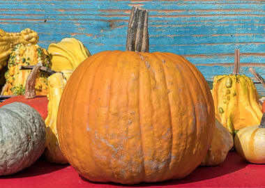 decorative pumpkin in the