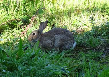 Wild Rabbit