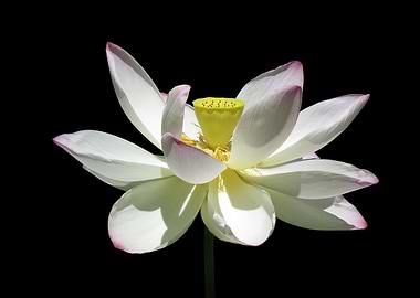 sacred Lotus