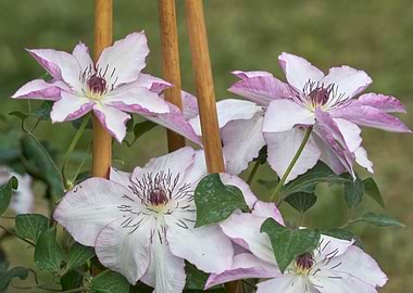 clematis flower in the gar