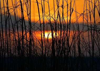Sea oats at sunset