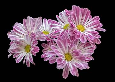 isolated daisy on black ba