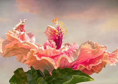 isolated hibiscus in bloom