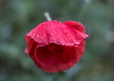 Poppy in the rain
