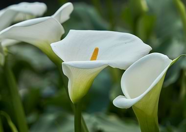 calla lily in the garden