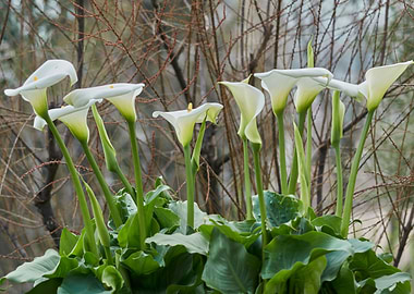 calla lily in the garden