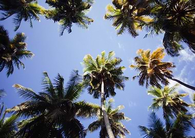 Haitian Palms