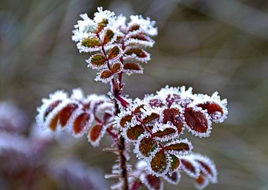 Frozen poppy's leaves