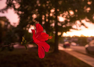 Red Hibiscus