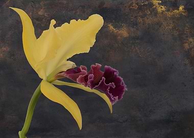 isolated orchid on texture