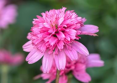flower in bloom in the gar
