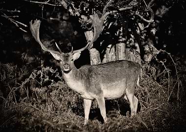 Fallow Deer Stag