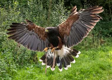 Harris Hawk