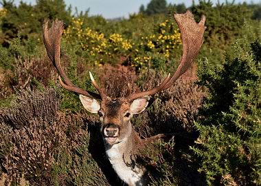Fallow Deer Hiding