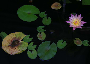 Water Lily