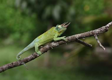 Jackson's Chameleon