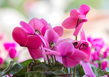 pink cyclamen in bloom