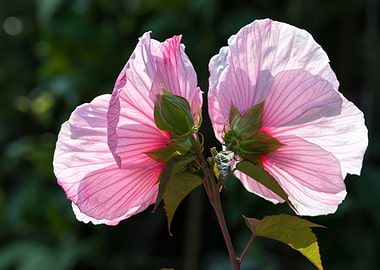 pink hibiscus in bloom in