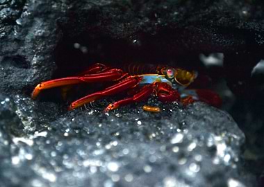 La Zayapa - Galapagos