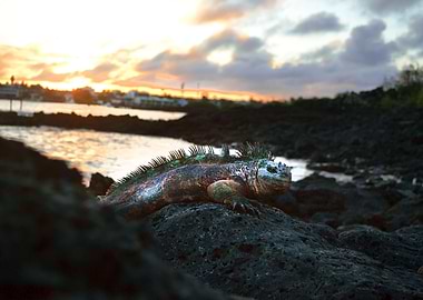 Galápagos - Ecuador