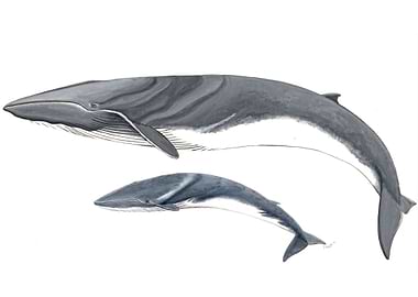 Fin whale and baby whale