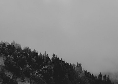 Harmony of Morning Mist