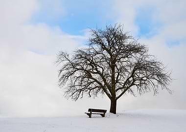 Single tree with bench and