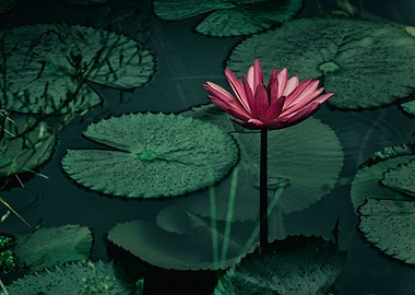 Water lily