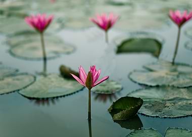 Water lily