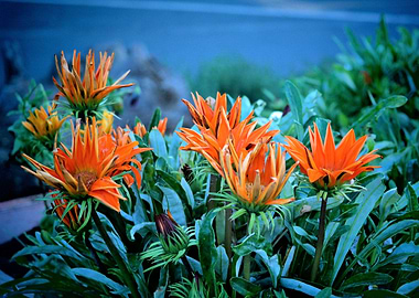 Orange flower