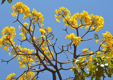 Yellow Flowers