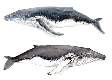 Humpback whales