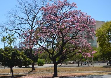 Pink Flowers