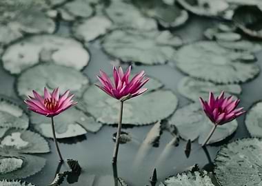 Water lily