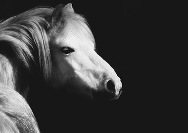 White horse
