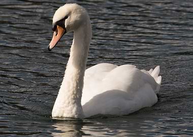 White Swan in Water