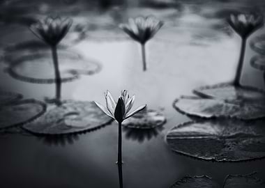 Water lily black and white