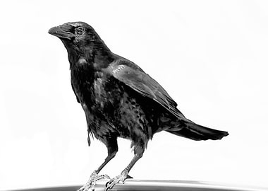 The Crow