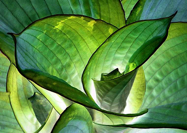 Hosta - Inverted Art