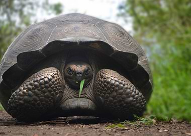 La Tortuga Gigante