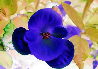 Deep Blue Pansy IA