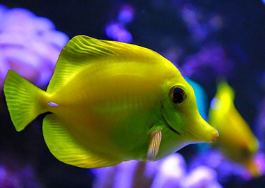 Yellow Tang Fish