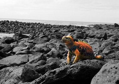 Iguana Marina Galpagos