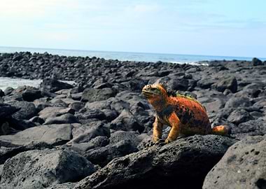 Iguana Marina Galpagos