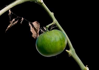 isolated tomato on black